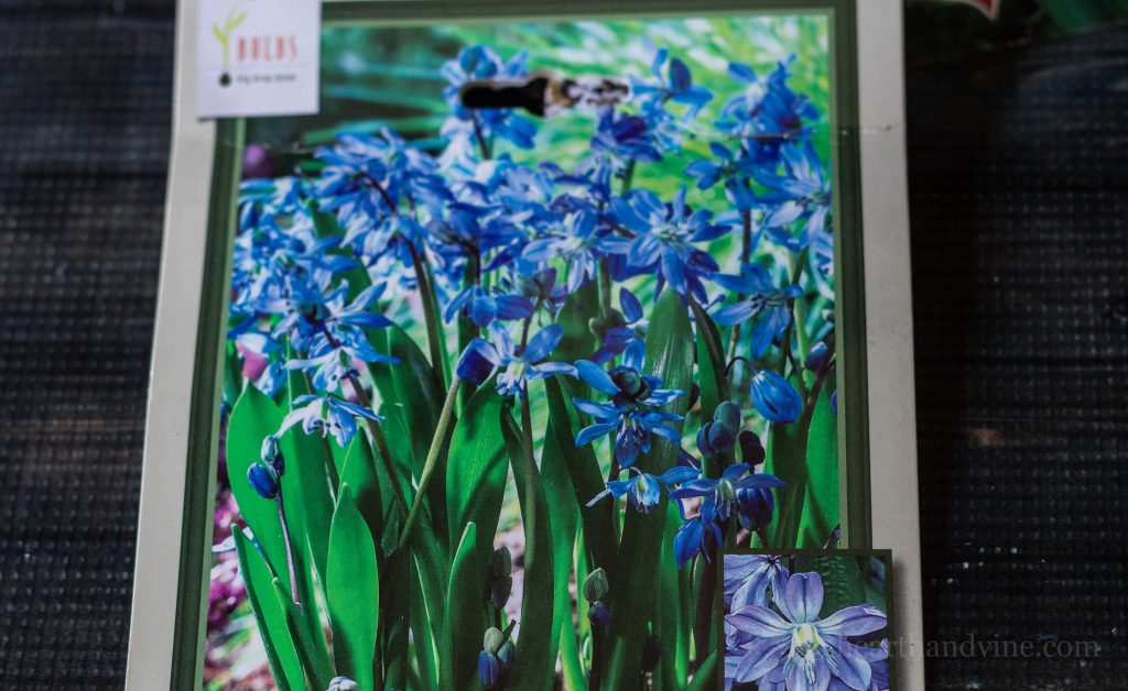 Deer resistant bulbs choices to plant for your spring garden. Though not foolproof, these plants stand a better chance of survival against deer and rodents.