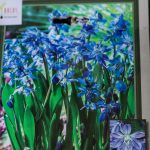 Deer resistant bulbs choices to plant for your spring garden. Though not foolproof, these plants stand a better chance of survival against deer and rodents.