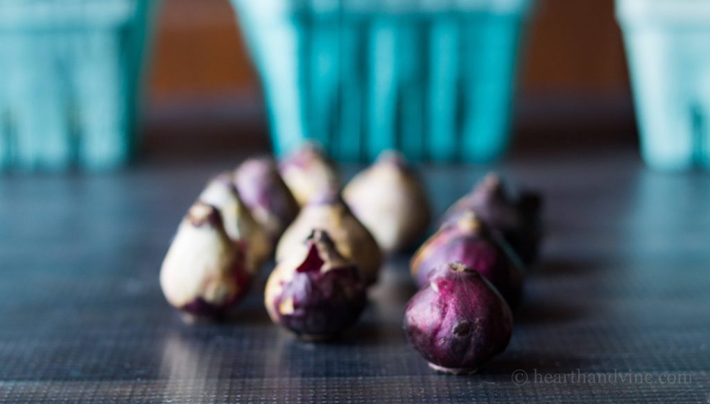 Deer resistant bulbs choices to plant for your spring garden. Though not foolproof, these plants stand a better chance of survival against deer and rodents.