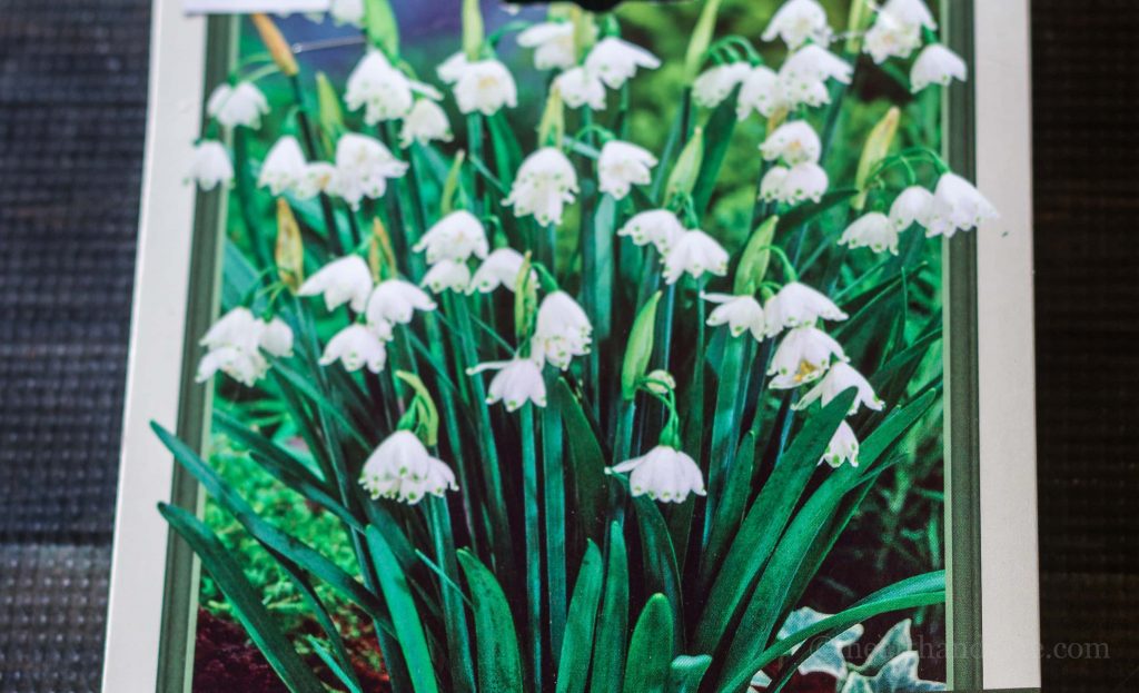 Deer resistant bulbs - snowdrops