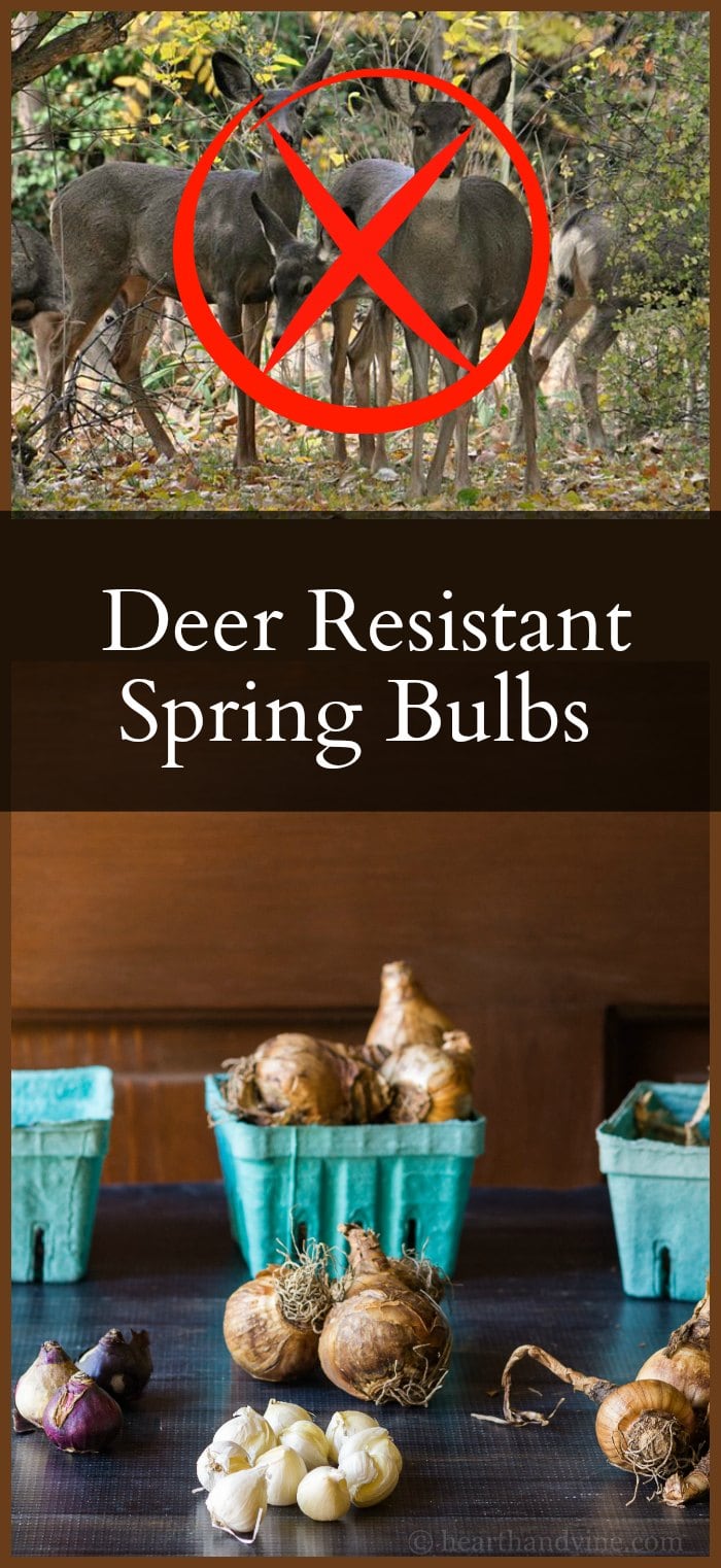 Deer Resistant Bulbs and For Your Spring Garden Hearth and Vine