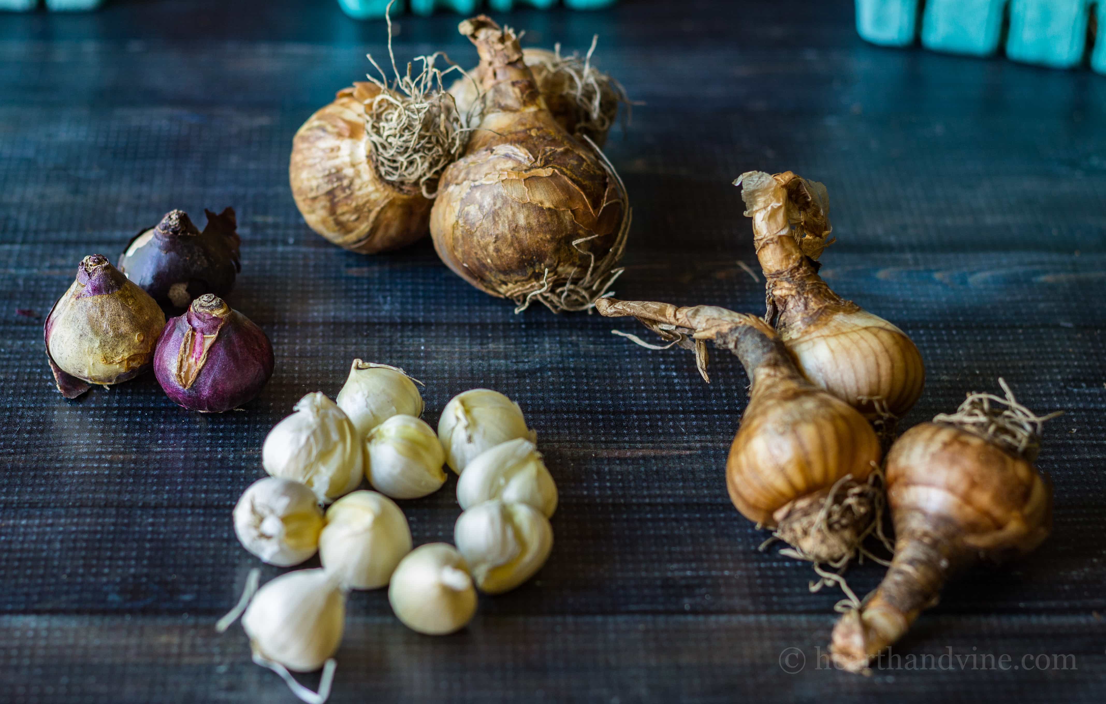 Deer Resistant Bulbs and For Your Spring Garden