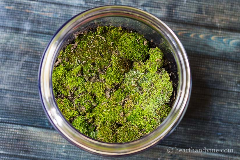 Moss view in fairy garden terrarium