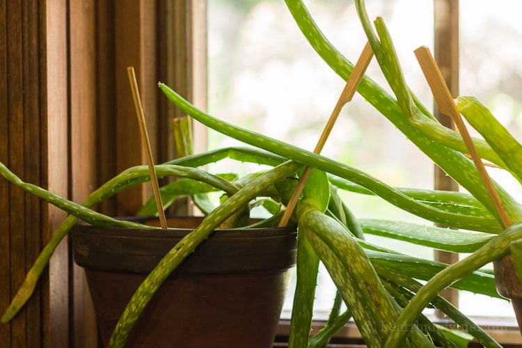 An aloe vera plant toppled over in a small clay pot.