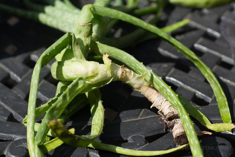 Old aloe plant and stem in need of a transplant.