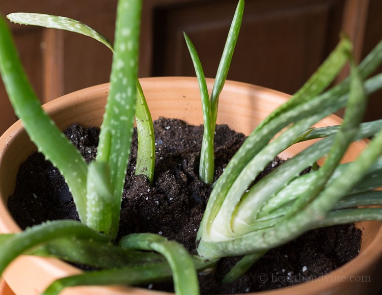 Repotted aloe vera into a new pot.