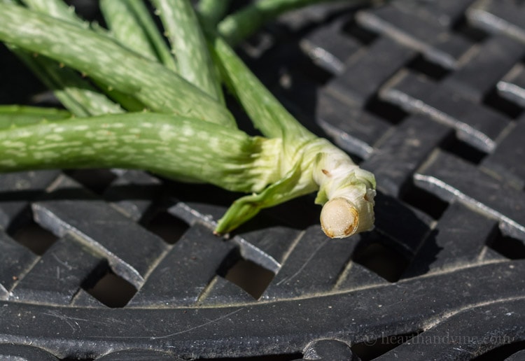 Aloe vera cut stem with a callus