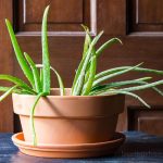 Transplanting aloe vera is often a good idea. Those that are top heavy, leaning over, and have pups, are all good candidates for re-potting.