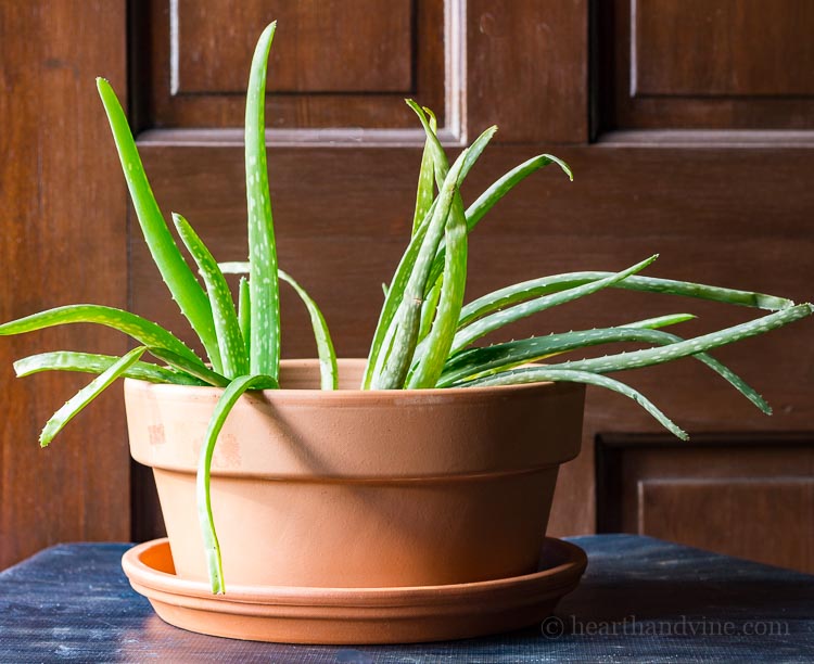 Transplanted aloe vera plant in a wide terra cotta pot.