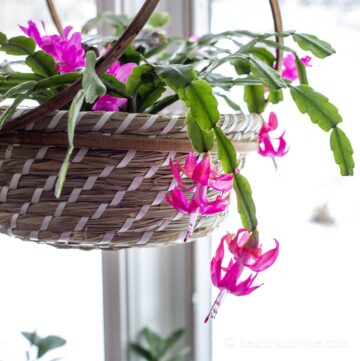 Christmas cactus in bloom in a basket