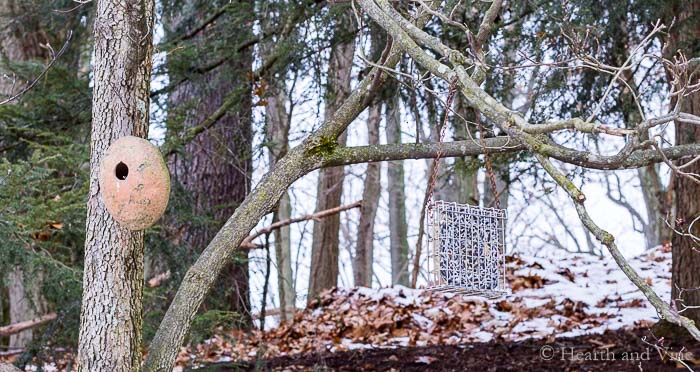 Suet cake bird feed in tree