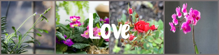 Houseplant symbolism - Plants for Love