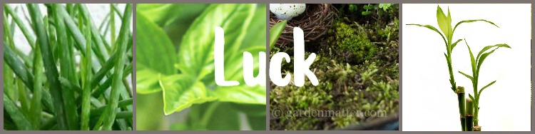 Collage of lucky plants
