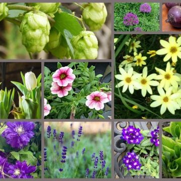 2018 Plants of the Year