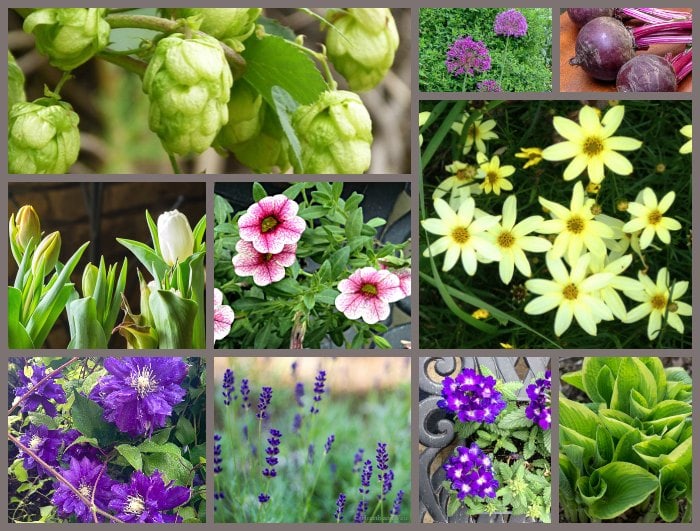 2018 Plants of the Year