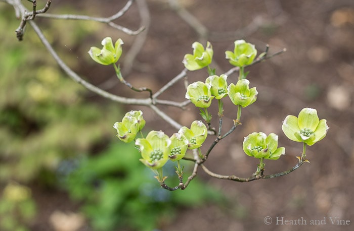 Dogwood tree in bud