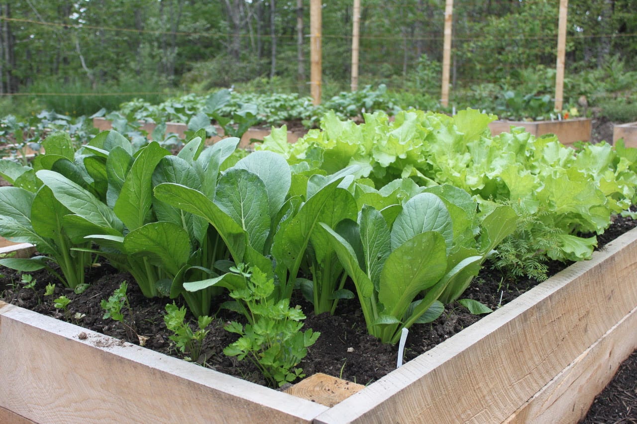 Raised bed of greens.