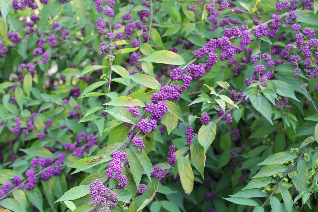 5 Top Flowering Shrubs for Multiple Season Interest in Your Garden