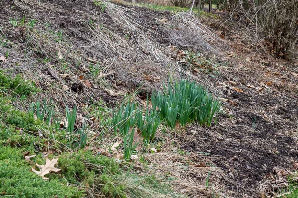 Spring garden prep hillside debris