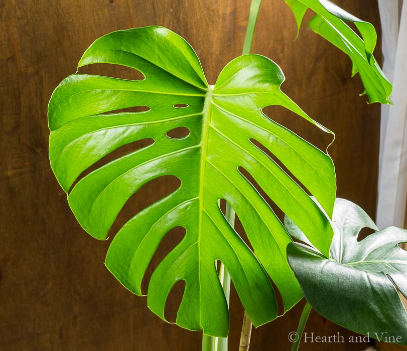 Monstera deliciosa leaf.