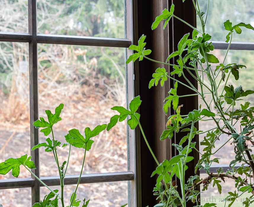 Scented geranium plant