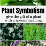 Plant collage for plant symbolism including jasmine, primrose, lavender, lily of the valley and aloe.