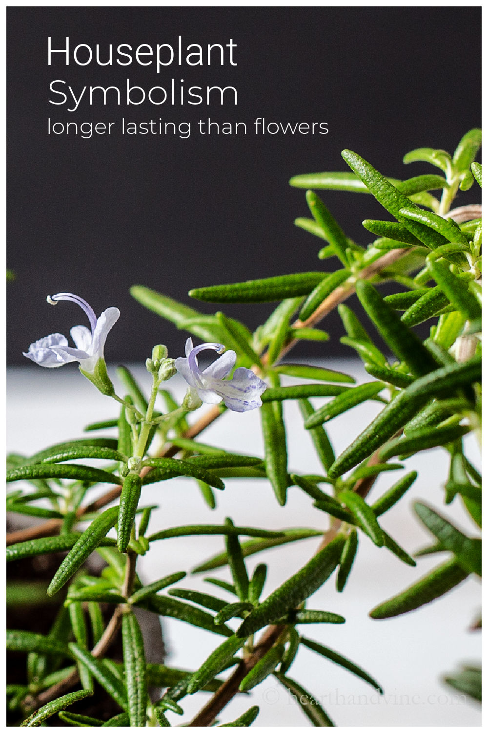 Houseplant Symbolism For Love, Luck, Health & Happiness