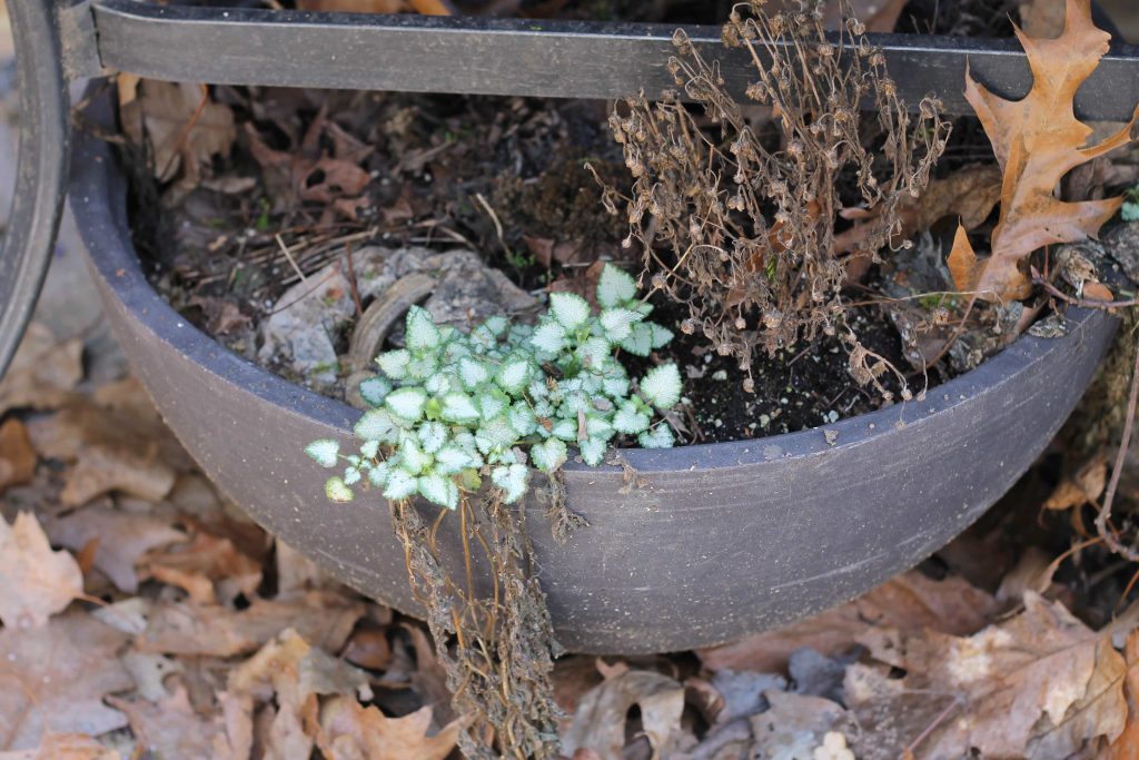 Lamium in late winter in pot.