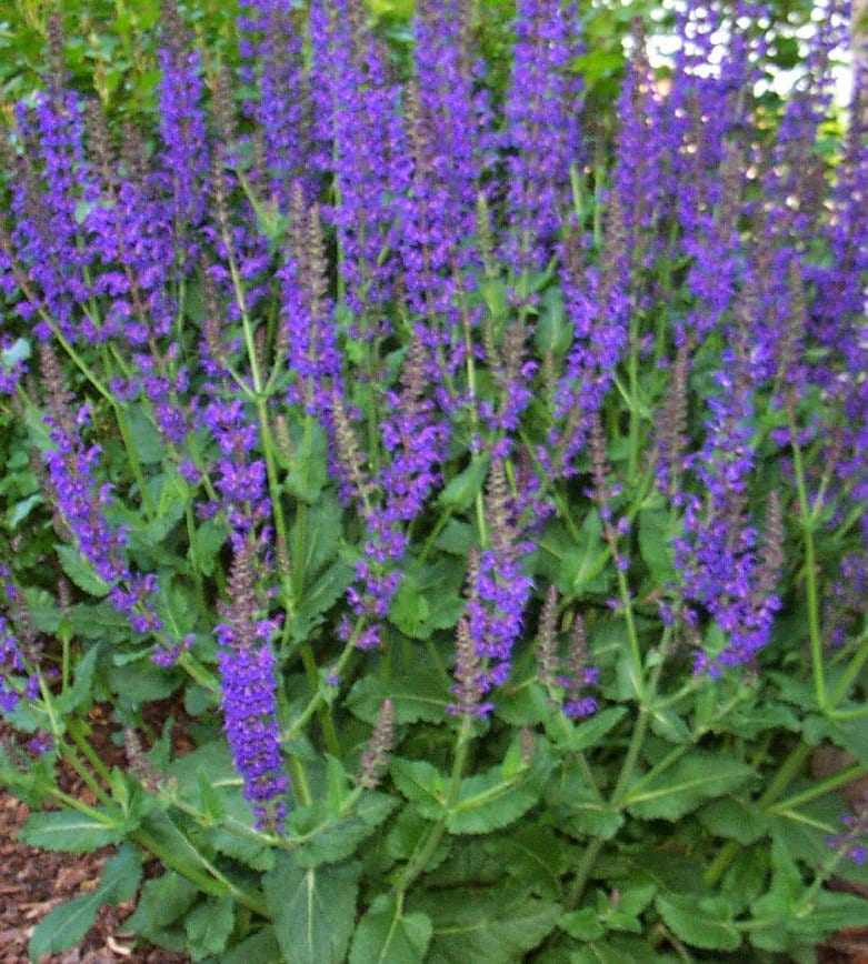 Salvia Nemorosa May Night