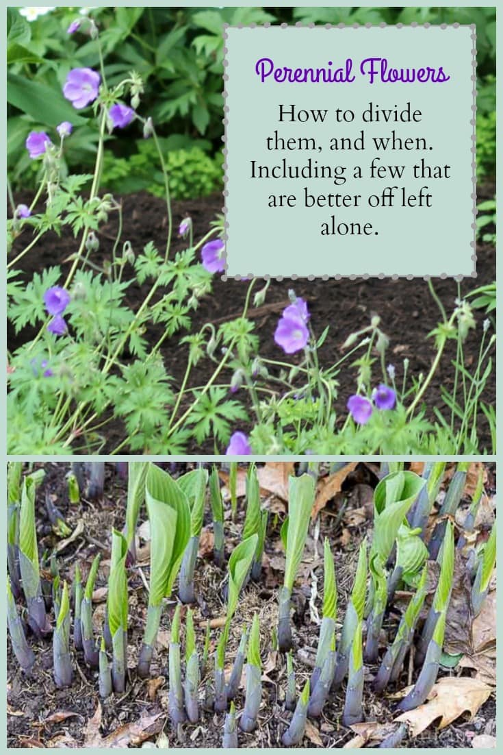 Divide and Conquer The Skinny on Dividing Perennials