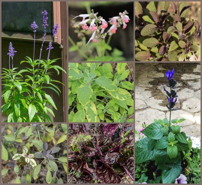 Garden salvia collage