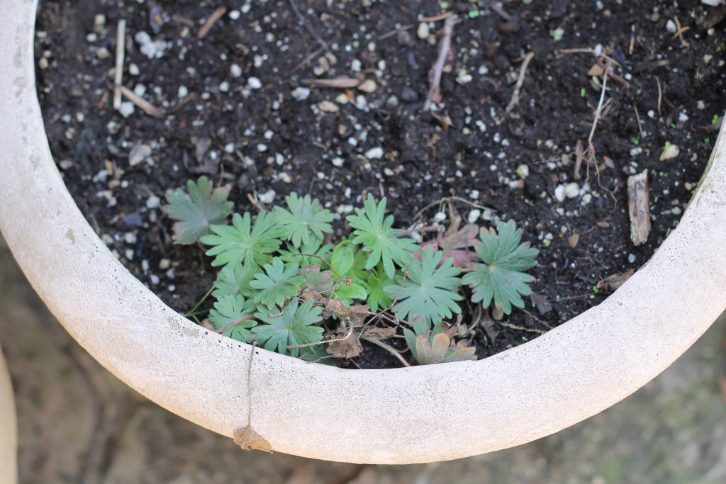 geranium overwintered in pot