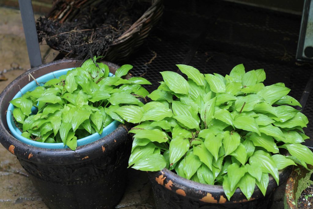 Hosta over wintered in pots