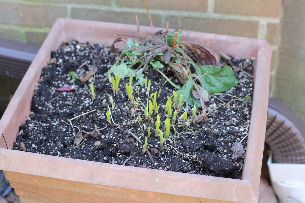 Perennial container in spring