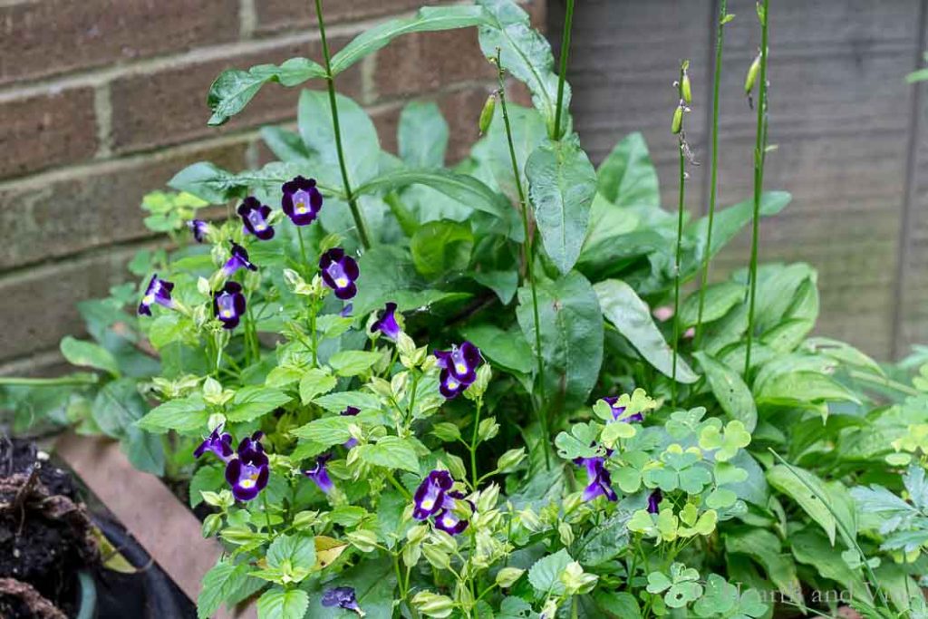 Perennial container with annuals