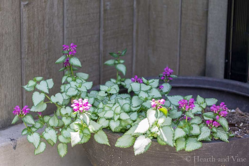 Perennials for Containers - Frugal Ways to Fill Your ...