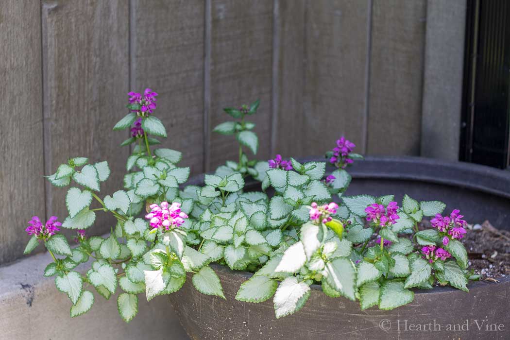 Perennials in container - Lamium 'Orchid Frost'