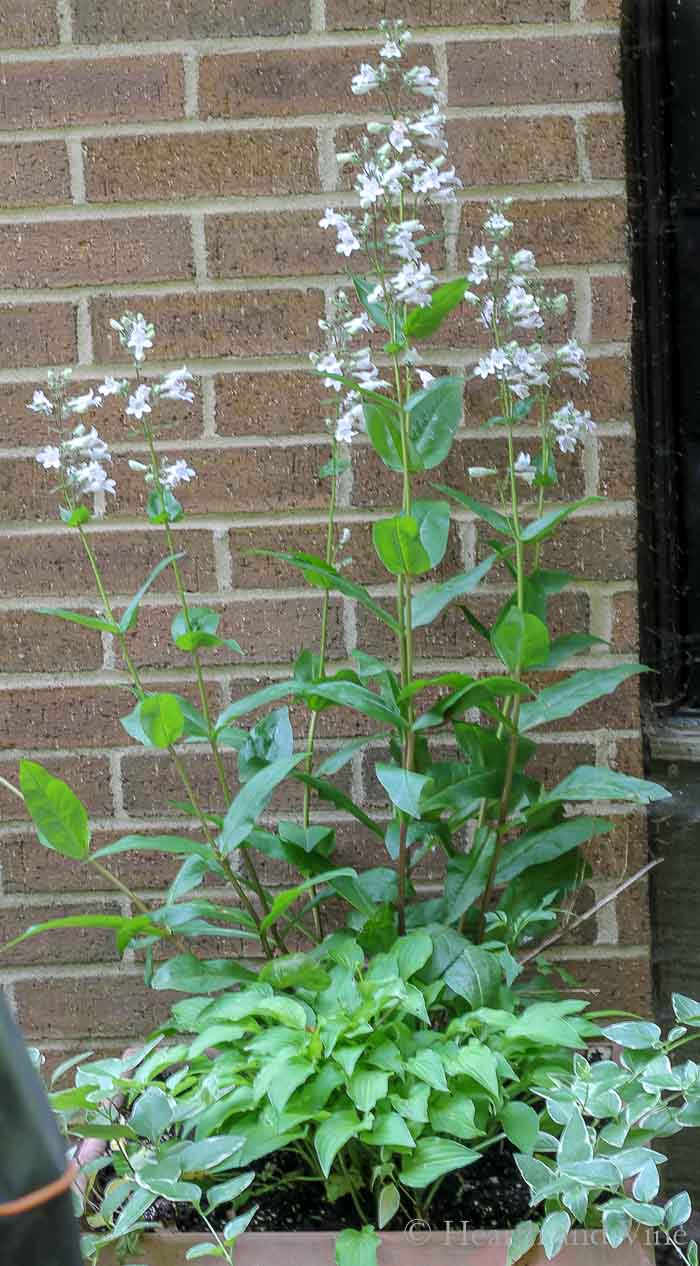 Tall planter with perennial penstemon in flower.