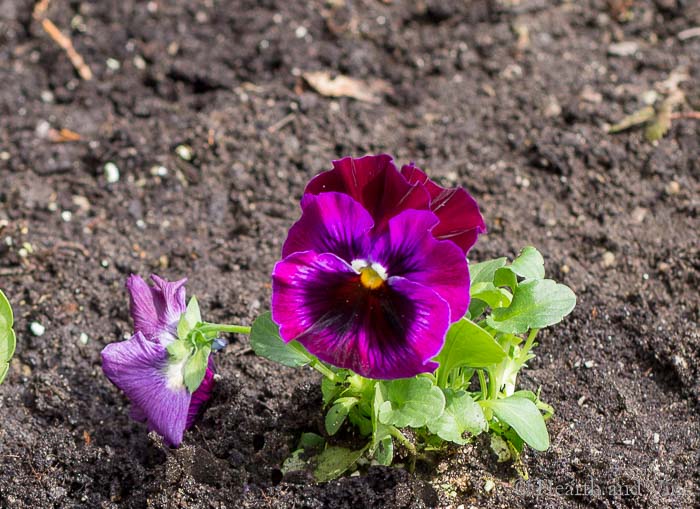 Planted pansy flower