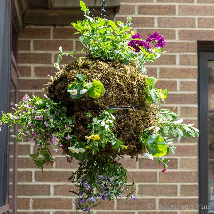 Hanging globe planter with moss and flowers
