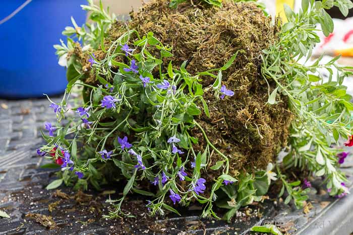 Lobelia planted into bottom of planter