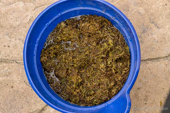 Sphagnum moss soaking in bucket of water