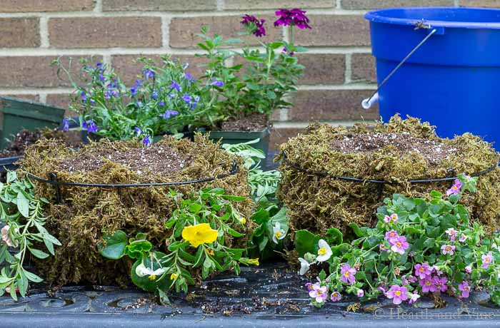 Planted baskets with moss soil and flowers