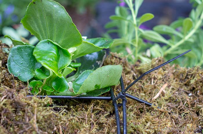 Using zip ties to create globe planter