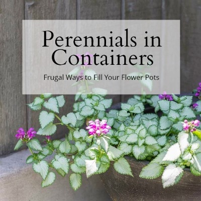 perennial for containers