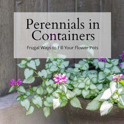 The Complete Guide to Growing Perennials in Containers