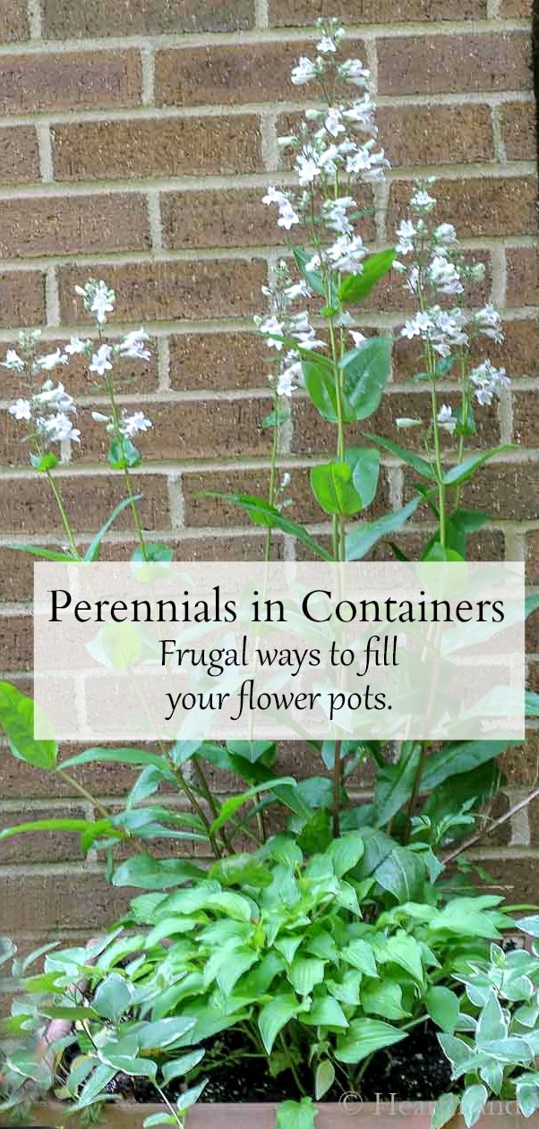 Perennials for Containers Frugal Ways to Fill Your Flower Pots