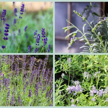 Photos of lavender