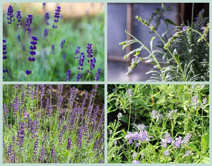 Photos of lavender