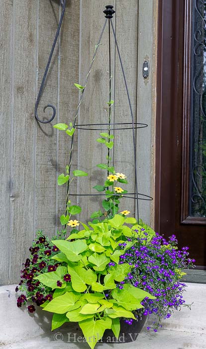 Flower pot trellis view after plants have grown for a few weeks.